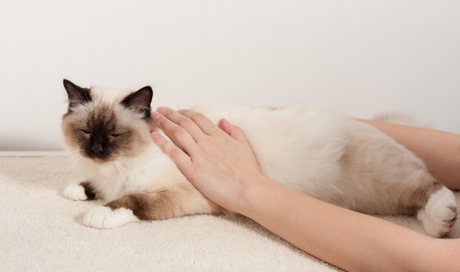 撫でられている猫2