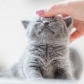 撫でられている子猫
