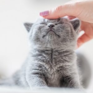 撫でられている子猫