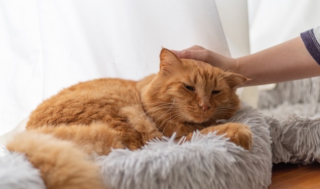 撫でられている猫