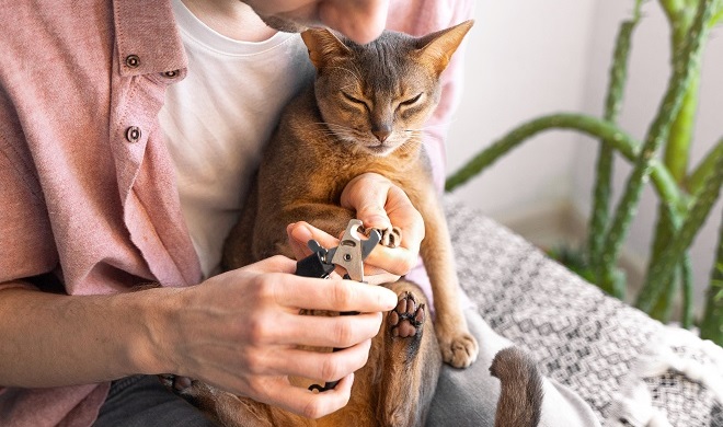 爪切りをしている猫