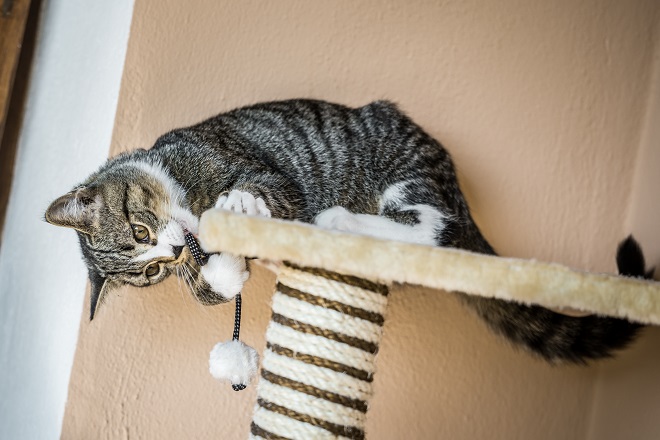 おもちゃのネズミで遊ぶ子猫