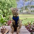 見上げる猫