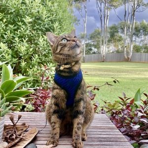 見上げる猫
