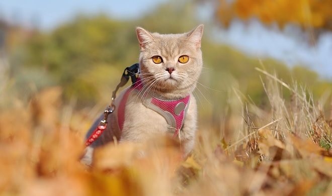 草原にいる猫