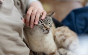 猫が人を癒してくれるのはなぜ？猫の持つ「癒し効果」を探る！ | 猫との暮らし大百科