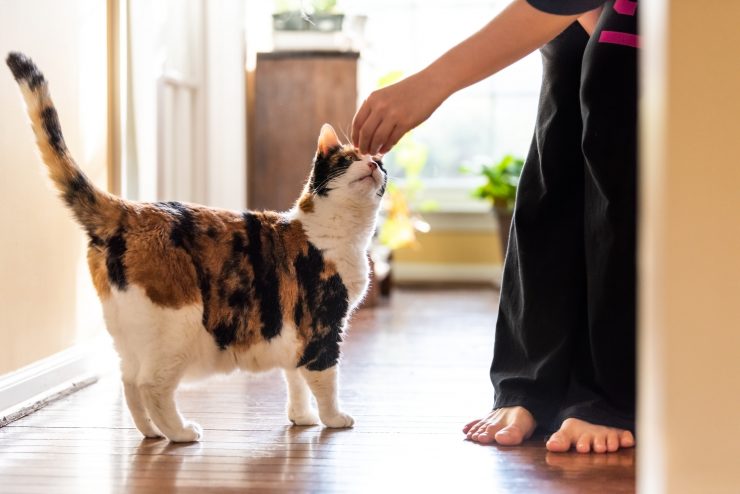 猫への氷の与え方