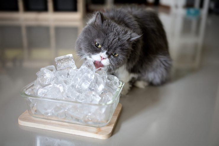猫と氷