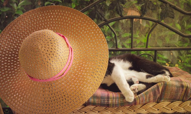涼しく過ごす猫