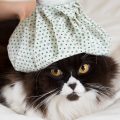 猫と氷