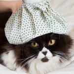 猫と氷