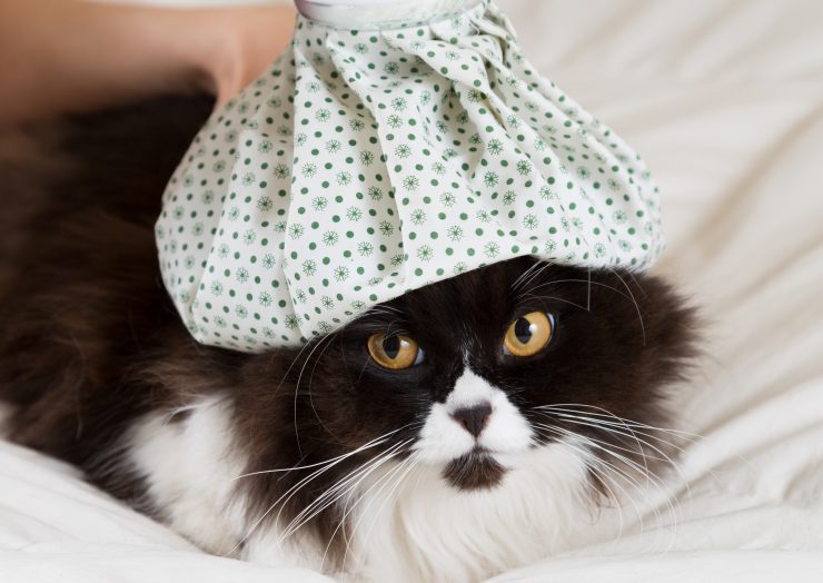 猫と氷