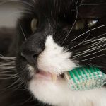 歯ブラシを猫の口に当てる画像