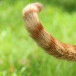 猫のしっぽの画像
