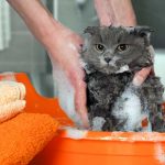 シャンプーされる猫