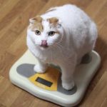 体重計に乗る猫