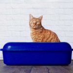トイレに座る猫の画像