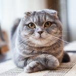 猫風邪の症状と対処法、風邪薬は？  猫との暮らし大百科