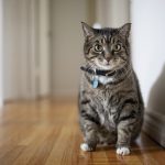 猫風邪の症状と対処法、風邪薬は？  猫との暮らし大百科