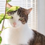 こちらを見つめる猫