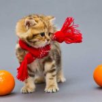 みかんと子猫の画像