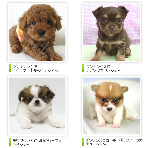 犬種紹介