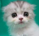 ココちゃん