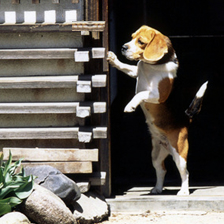 お帰り～”と愛犬が玄関で待っていたとき