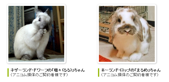 ご契約者