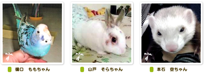 アニコム損保のご契約者様です