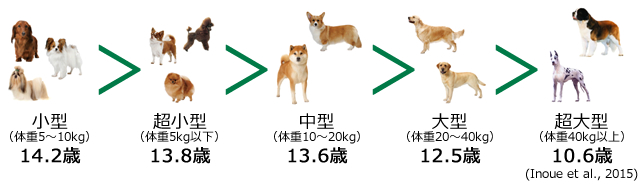 犬種別の平均寿命を調査 ニュースリリース ペット保険の加入は アニコム損害保険株式会社