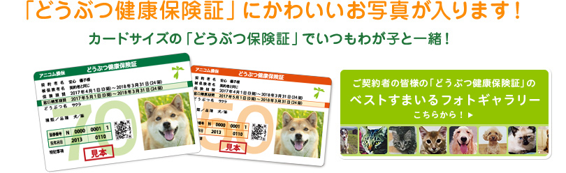 「どうぶつ健康保険証」にかわいいお写真が入ります! カードサイズの「どうぶつ保険証」でいつもわが子と一緒!