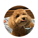 吉田　COCOちゃん