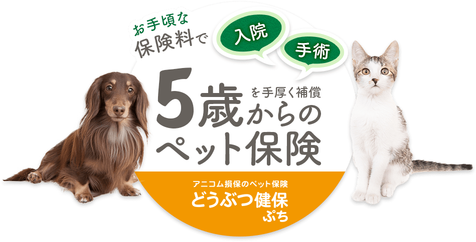 お手頃な保険料で入院・手術を手厚く補償5歳からのペット保険 アニコム損保のペット保険　どうぶつ健保ぷち