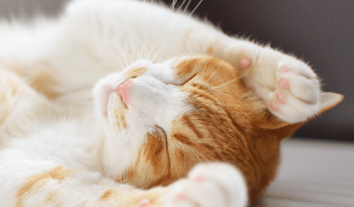 CSR 社会貢献 イメージ