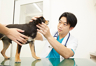 vets 獣医師紹介