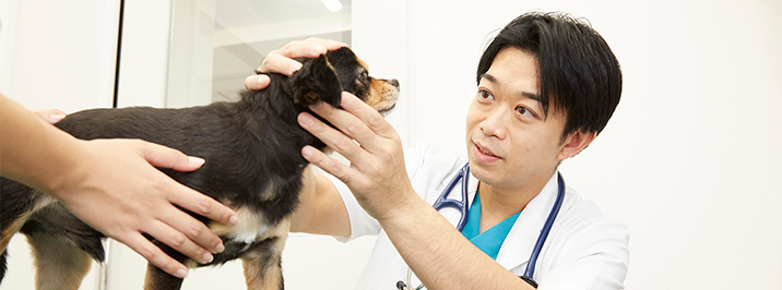 vets 獣医師紹介