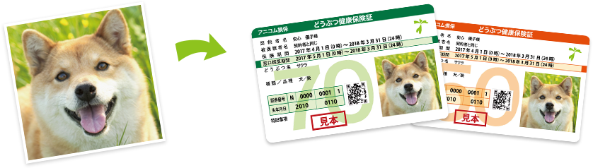 どうぶつ健康保険証イメージ