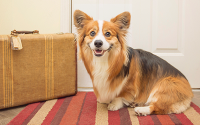 Travel With Dog掲載宿泊施設　特典サービス