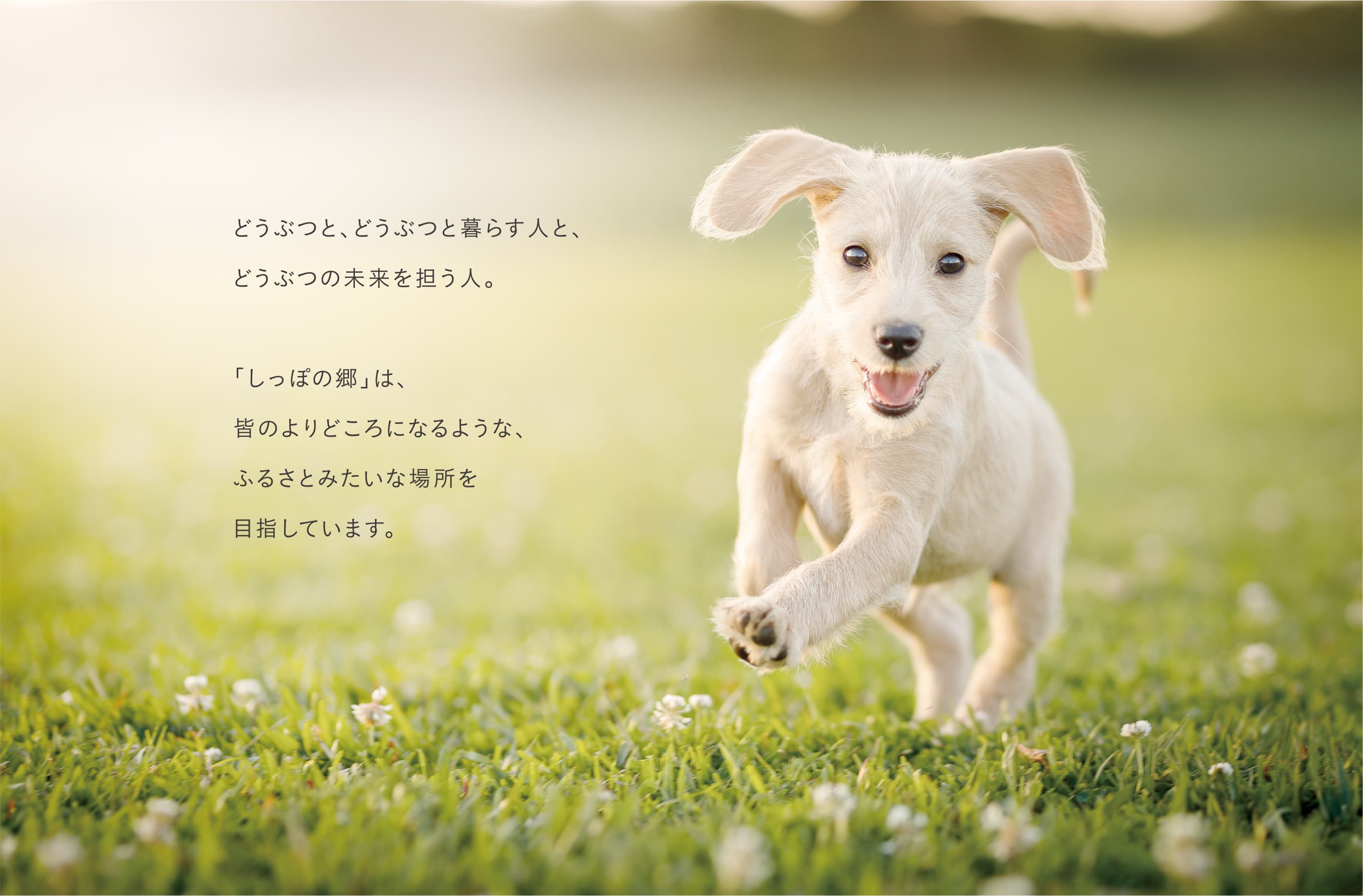 どうぶつと、どうぶつと暮らす人と、どうぶつの未来を担う人。「しっぽの郷」は、皆のよりどころになるような、ふるさとみたいな場所を目指しています。