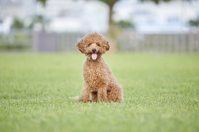 最新版 人気犬種ランキング21 ペット保険のご契約は アニコム損保