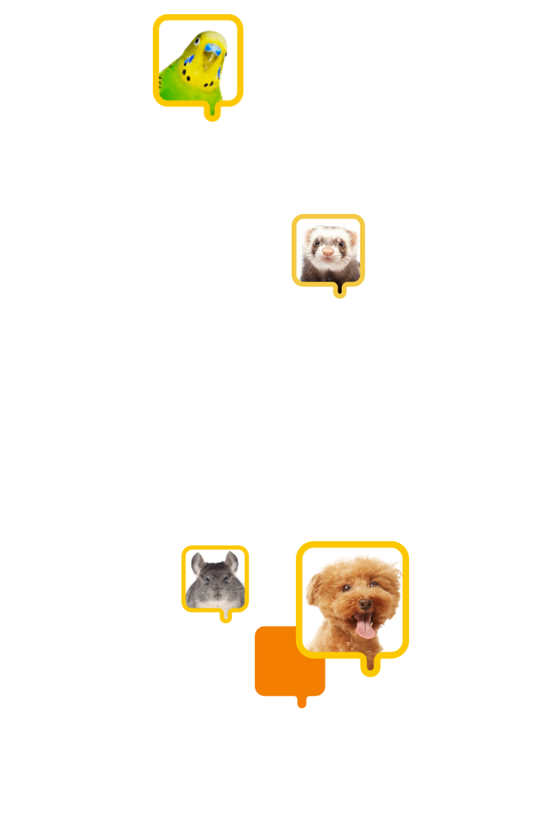 犬、チンチラ、フェレット、鳥