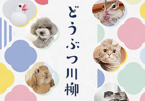 どうぶつ川柳