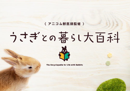うさぎとの暮らし大百科