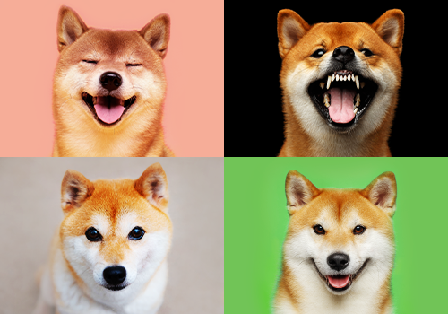 柴犬百面相コンテスト