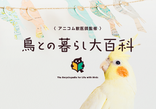 鳥との暮らし大百科