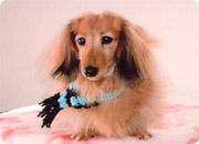 愛犬の写真