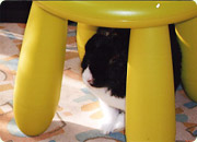 うさぎの写真
