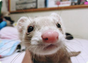 フェレットの写真