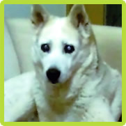 愛犬の写真